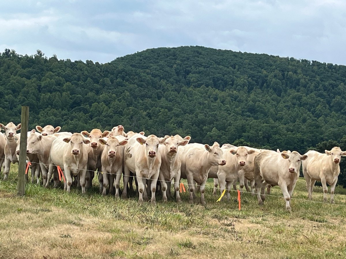 A herd of light-colored cattle standing together in a pasture near a fence, with forested hills behind them