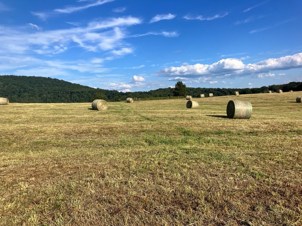 Round hay bales scattered across a mowed field with forested hills in the distance